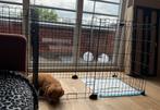 Pet Playpen, Ophalen, Zo goed als nieuw