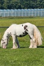 Te koop/te lease:Super liever tinker ruin💖, Dieren en Toebehoren, B, Ruin, 3 tot 6 jaar, Gechipt