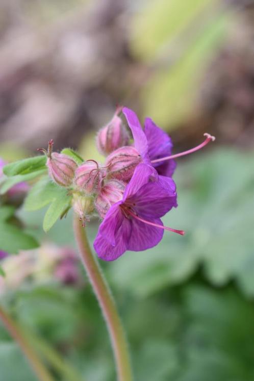 hemelsleutel siergras zenegroen geranium maagdenpalm kruiden, Tuin en Terras, Planten | Tuinplanten, Vaste plant, Overige soorten