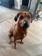 🐾 Rhodesian Ridgeback kruising 🐾, Dieren en Toebehoren, Honden | Niet-rashonden, Rabiës (hondsdolheid), 8 tot 15 weken, Meerdere