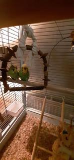 Koppel engelse parkieten., Meerdere dieren, Parkiet