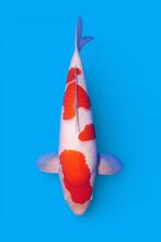 Show kwaliteit kohaku VHQ maruhide BEST japan koi Heeschkoi, Dieren en Toebehoren, Karper of Koi
