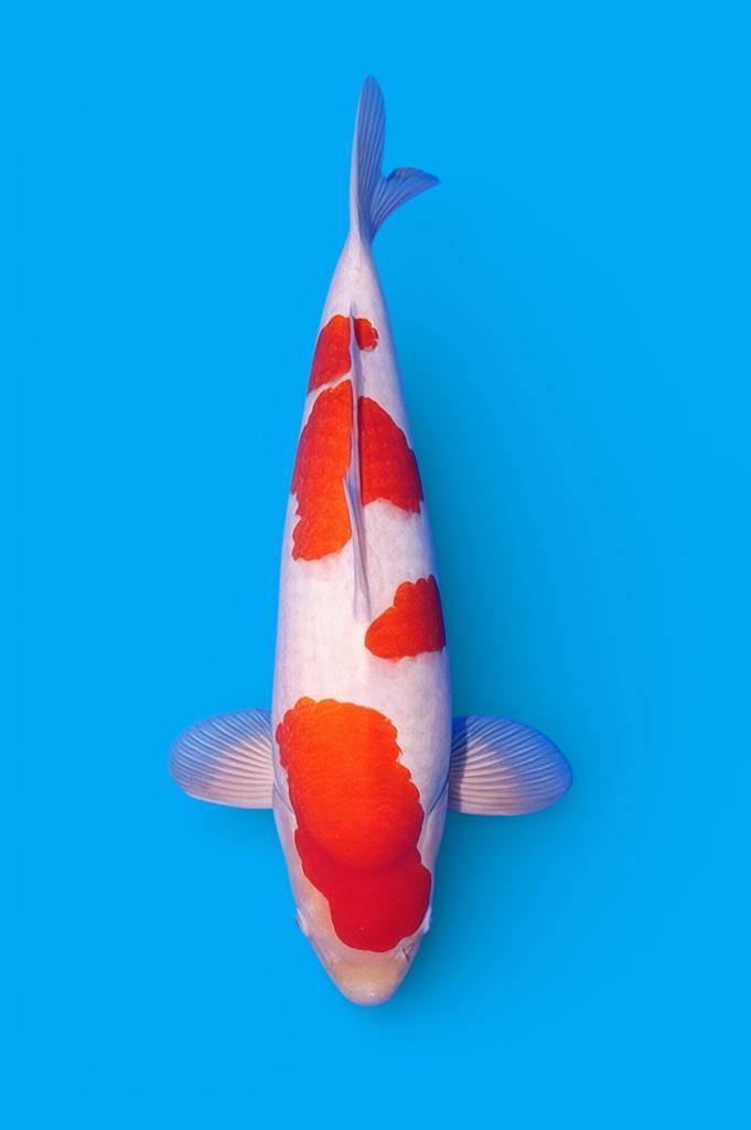 Show kwaliteit kohaku VHQ maruhide BEST japan koi Heeschkoi, Dieren en Toebehoren, Vissen | Vijvervissen, Karper of Koi