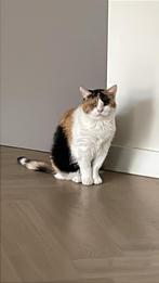 2 zussen gratis af te halen!, Dieren en Toebehoren, Katten en Kittens | Dekkaters, 6 jaar of ouder