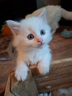 4 Super mooie en lieve Main Coon/ Noorse Boskat kittens, Dieren en Toebehoren, Katten en Kittens | Overige Katten, Meerdere dieren