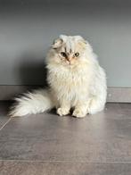 Britse Langhaar kitten, Dieren en Toebehoren, Kater, Ontwormd