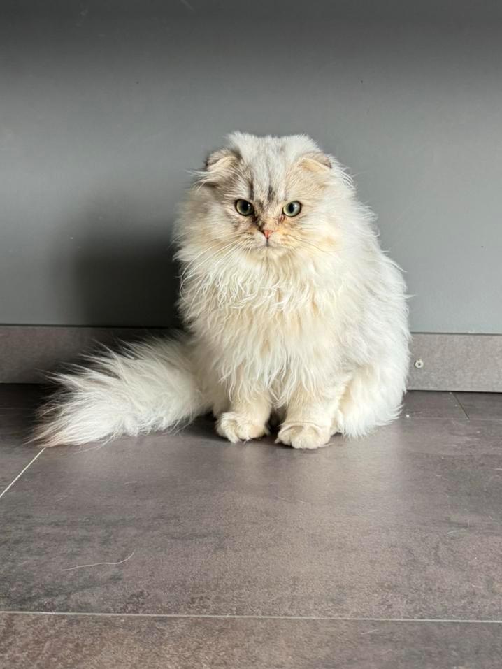 Britse Langhaar kitten, Dieren en Toebehoren, Katten en Kittens | Raskatten | Korthaar, Kater, Ontwormd