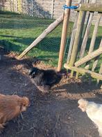 2 zwarte zijdehoen kaalnek haantjes, Dieren en Toebehoren, Pluimvee, Mannelijk, Kip