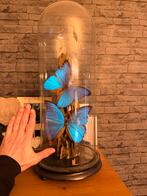 Antieke stolp met 2 Morpho vlinders, Verzamelen, Dierenverzamelingen, Ophalen, Gebruikt, Insect, Opgezet dier