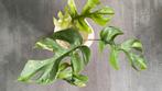 Rhaphidophora tetrasperma variegata 12 🌱, Overige soorten, Minder dan 100 cm, Groene kamerplant, Halfschaduw