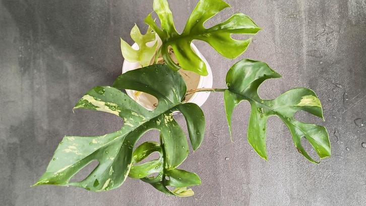 Rhaphidophora tetrasperma variegata 12 🌱, Huis en Inrichting, Kamerplanten, Overige soorten, Minder dan 100 cm, Groene kamerplant