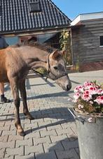 Connemara hengstveulen, Dieren en Toebehoren, Pony's, Hengst, D pony (1.37m tot 1.48m), Gechipt, 0 tot 2 jaar