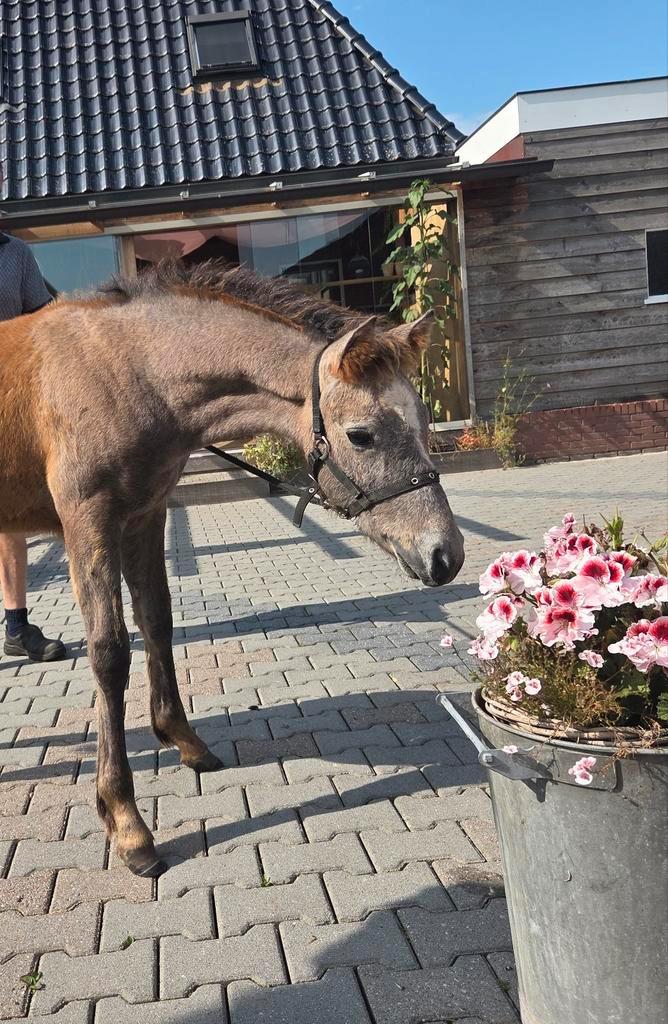 Connemara hengstveulen, Dieren en Toebehoren, Pony's, Hengst, D pony (1.37m tot 1.48m), 0 tot 2 jaar, Met stamboom, Gechipt, Ontwormd