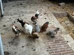 Ukkelse baard krielen, Dieren en Toebehoren, Pluimvee, Meerdere dieren, Kip