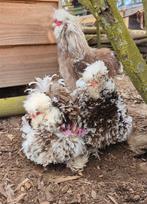 Broedeieren mottled usa zijdehoen zijdehoenders kippen, Dieren en Toebehoren, Pluimvee, Kip