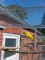 Halsbanden, Dieren en Toebehoren, Vogels | Parkieten en Papegaaien, Meerdere dieren, Parkiet