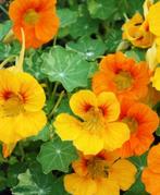 Eetbare Oost-Indische Kers., Ophalen, Zomer, Volle zon