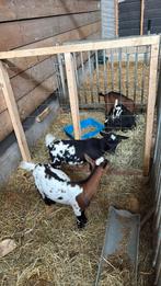 Lieve kleine dwerg geitjes, Dieren en Toebehoren, Schapen, Geiten en Varkens, Meerdere dieren, Geit
