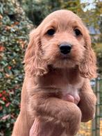 Prachtige Cockapoo pups in meerdere kleuren., Dieren en Toebehoren, Honden | Retrievers, Spaniëls en Waterhonden, Nederland, Overige rassen