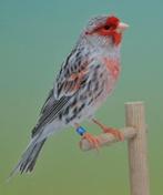 GEZOCHT oranje agaat man zoals op de foto, Dieren en Toebehoren, Mannelijk, Kleurkanarie