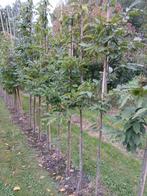 Tammekastanje boom/ castanea sativa, Halfschaduw, 250 tot 400 cm, Zomer, Overige soorten