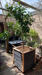 Sinaasappelboom met verrijdbare bak, Overige soorten, 100 tot 250 cm, Zomer, Ophalen