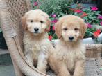 Goldendoodle pups., Dieren en Toebehoren, Honden | Retrievers, Spaniëls en Waterhonden, Golden retriever, CDV (hondenziekte), 8 tot 15 weken