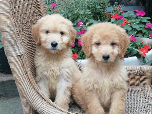 Goldendoodle pups., Dieren en Toebehoren, Honden | Retrievers, Spaniëls en Waterhonden, Meerdere dieren, Golden retriever, Particulier