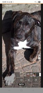 Kruising Amerikaanse Stafford Pup, Rabiës (hondsdolheid), Reu, 8 tot 15 weken, Eén hond