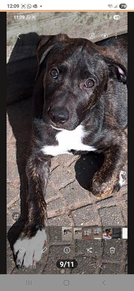 Kruising Amerikaanse Stafford/Whippet Pup, Dieren en Toebehoren, Honden | Niet-rashonden, Middel, Reu, Particulier, Eén hond, Nederland