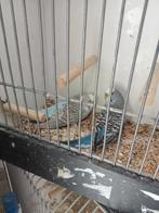 3 mooie koppels grasparkieten, Meerdere dieren, Parkiet