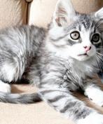 Prachtige blauw/smoke britse korthaar x ragdoll kittens, Meerdere dieren, 0 tot 2 jaar