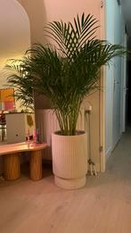 Bloempot met plant, Ophalen, Rond, Binnen, Zo goed als nieuw