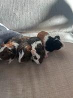 Cavia’s zeugjes van 1 jaar oud, November, Meerdere dieren, Cavia