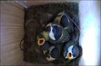 Nestkast met Wifi camera, Verzenden, Nieuw, Hout, Broedkooi of Kweekkooi