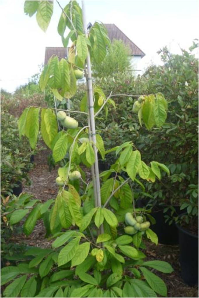 Pawpaw, Tuin en Terras, Planten | Fruitbomen, Minder dan 100 cm, Lente, In pot, Ophalen