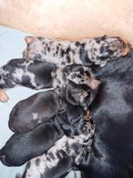 Teckelpups, Dieren en Toebehoren, Honden | Teckels en Dashonden, Rabiës (hondsdolheid), 8 tot 15 weken, Korthaar, Teef