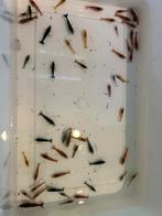 Uitgeselecteerde garnalen mix, Kreeft, Krab of Garnaal, Zoetwatervis