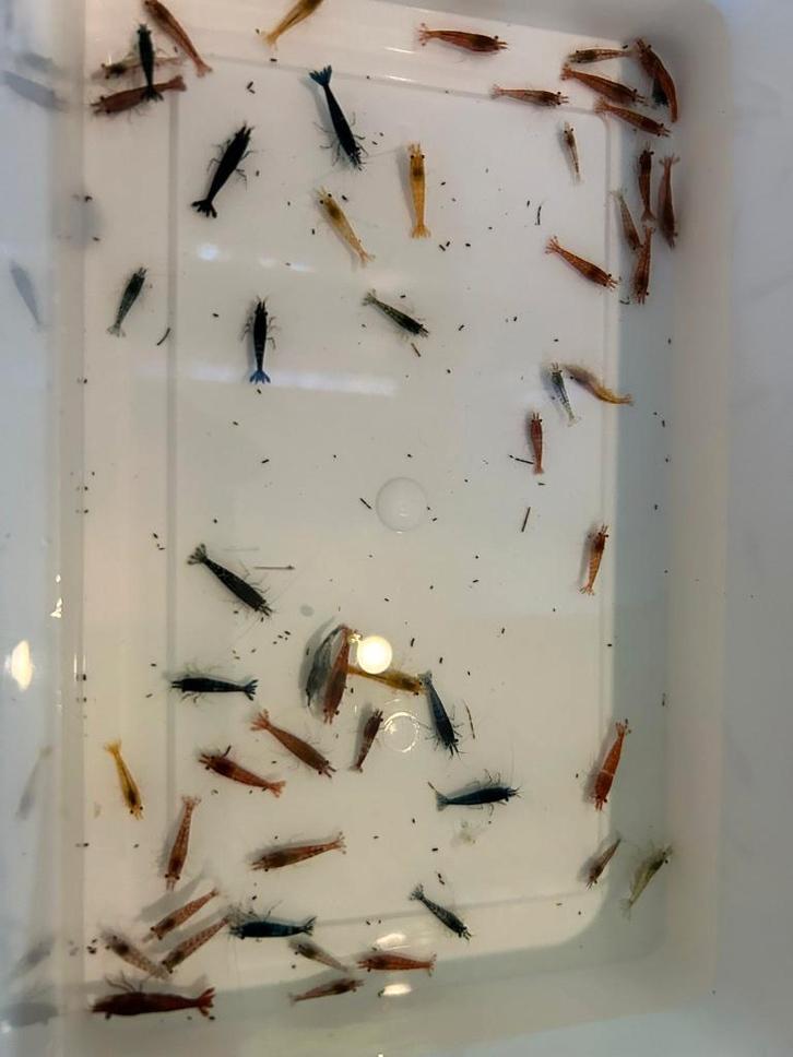 Uitgeselecteerde garnalen mix, Dieren en Toebehoren, Vissen | Aquariumvissen, Zoetwatervis, Kreeft, Krab of Garnaal