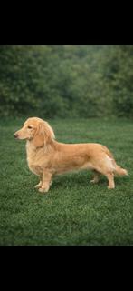 (Niet te koop) dwerg dekreu cream teckel, Dieren en Toebehoren, Reu, 1 tot 2 jaar, Dwerg, Langhaar