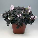 oxalis trigularis, Ophalen of Verzenden, Voorjaar, Halfschaduw, Bloembol