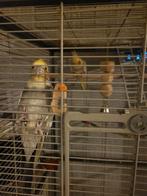 Valkparkieten te koop, Meerdere dieren, Parkiet