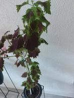 Vaste kamerplanten, Ophalen of Verzenden, Overige soorten, Minder dan 100 cm