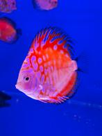 Discusvis discus (medium maat; 10cm), Dieren en Toebehoren, Vissen | Aquariumvissen, Vis