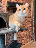 Brits korthaar dekkater ( niet te koop)