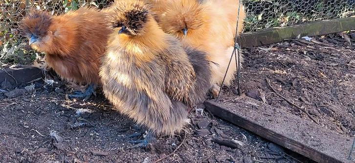 Broedeieren zijdehoen kriel broedeitjes zijdehoender, Dieren en Toebehoren, Pluimvee, Kip, Geslacht onbekend