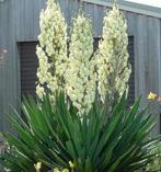 Tekoop aangeboden Palmlelies, Yucca filamentosa, Vaste plant, Halfschaduw, Zomer, Ophalen