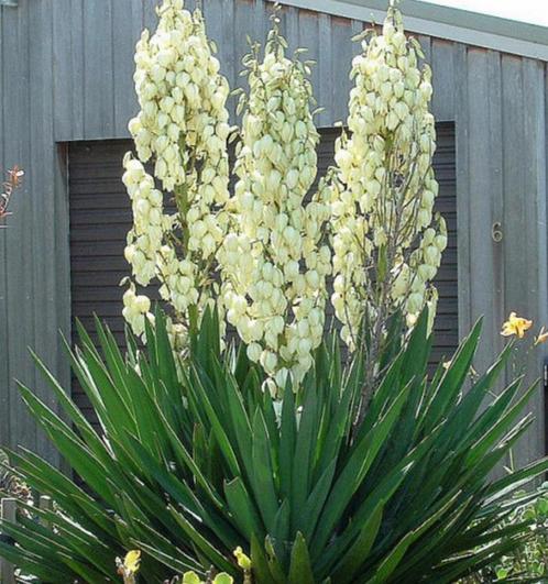 Tekoop aangeboden Palmlelies, Yucca filamentosa, Tuin en Terras, Planten | Tuinplanten, Vaste plant, Overige soorten, Halfschaduw