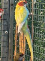 Rosella 25, Dieren en Toebehoren, Mannelijk, Parkiet, Geringd