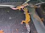 Luipaardgekko mannen, Hagedis, Met terrarium, 0 tot 2 jaar